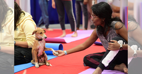 Unveiling Animal Telepathy: Conversations Beyond Words with Your Beloved Pets